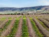 596 Colebrook Road, Campania, Tas 7026-Image
