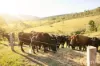 60 Blue Bonnet Road, Lambs Valley, NSW 2335-Image