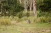 60 Blue Bonnet Road, Lambs Valley, NSW 2335-Image