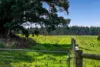 60 Harveys Track, Beech Forest VIC 3237-Image