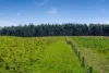 60 Harveys Track, Beech Forest VIC 3237-Image