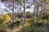 60 Sandy Knob Road, Elands NSW 2429-Image