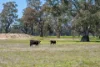 613 Old Euroa Road, Balmattum VIC 3666-Image