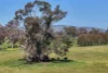 613 Old Euroa Road, Balmattum VIC 3666-Image