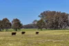 613 Old Euroa Road, Balmattum VIC 3666-Image