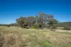614 Peabody Road, Molong, NSW 2866-Image