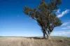614 Peabody Road, Molong, NSW 2866-Image