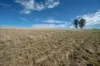 614 Peabody Road, Molong, NSW 2866-Image