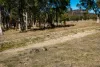 62 Cemetary Road, Torrington, NSW 2371-Image
