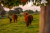 63 Carrs Island Road, Carrs Island, NSW 2460-Image