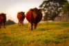 63 Carrs Island Road, Carrs Island, NSW 2460-Image