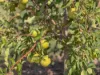 63 Gunning Ridge Road, Forbes NSW 2871-Image