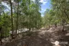 64 Earth First Road, Mungay Creek, NSW 2440-Image