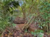 64 Sides Road, Julatten, Qld 4871-Image