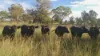 6511 Toowoomba Karara Road, Leyburn QLD 4365-Image