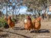 656 Duramana Road, Duramana, NSW 2795-Image
