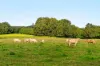 660 Dalwood Road, Rous NSW 2477-Image