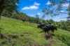 664 Scone Road, Copeland via, Gloucester NSW 2422-Image