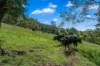 664 Scone Road, Copeland via, Gloucester, NSW 2422-Image