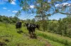 664 Scone Road, Copeland via, Gloucester NSW 2422-Image