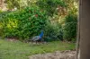 664 Scone Road, Copeland via, Gloucester NSW 2422-Image