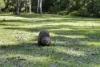677 Blaxlands Arm Road, Laguna, NSW 2325-Image