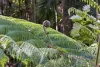 684 Urliup Road, Urliup, NSW 2484-Image