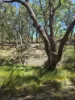 6918 Warrumbungles Way, Coonabarabran, NSW 2357-Image