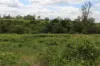 70 Schimkes Lane, Clarendon QLD 4311-Image
