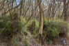 70 Wares Road, Barongarook, Vic 3249-Image
