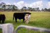 700 Manning Point Road, Oxley Island NSW 2430-Image