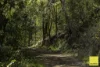 701 Darkwood Road, Thora, NSW 2454-Image