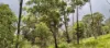 702 Comboyne Road, Byabarra, NSW 2446-Image