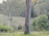 702 Comboyne Road, Byabarra, NSW 2446-Image