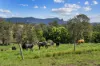 703, Brays Creek NSW 2484-Image