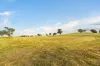 705 Springfield Lane, Gulgong, NSW 2852-Image