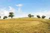 705 Springfield Lane, Gulgong, NSW 2852-Image