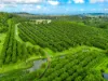 71 Willis Road, Tregeagle, NSW 2480-Image