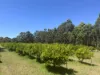 75 Hawke Road (Yeagarup), Pemberton, WA 6260-Image