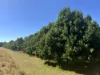 75 Hawke Road (Yeagarup), Pemberton, WA 6260-Image
