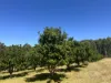 75 Hawke Road (Yeagarup), Pemberton, WA 6260-Image