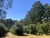 75 Hawke Road (Yeagarup), Pemberton, WA 6260-Image