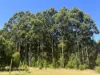 75 Hawke Road (Yeagarup), Pemberton, WA 6260-Image