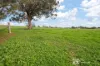 75 Norris Lane, Mudgee, NSW 2850-Image