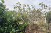 751 Jacqua Road, Windellama, NSW 2580-Image