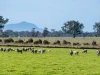 758 Coleraine - Cavendish Road, Cavendish, Vic 3314-Image