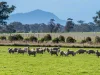 758 Coleraine - Cavendish Road, Cavendish, Vic 3314-Image