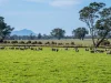 758 Coleraine - Cavendish Road, Cavendish, Vic 3314-Image