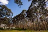 759, Glen Road, Palmer, WA 6225-Image