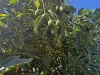 767, Peeramon QLD 4885-Image